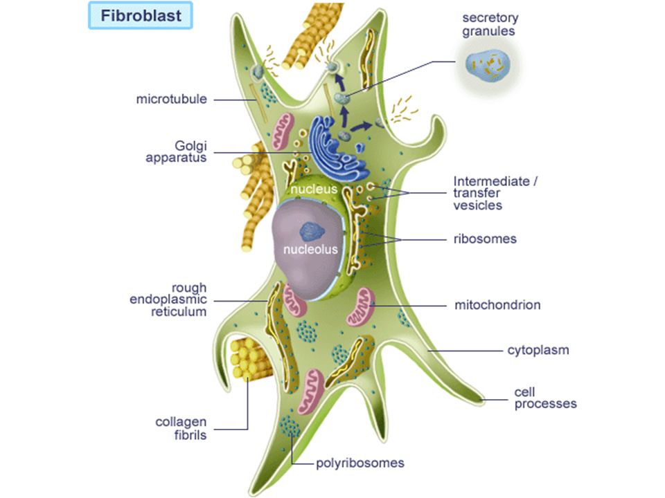 fibroblast-nedir