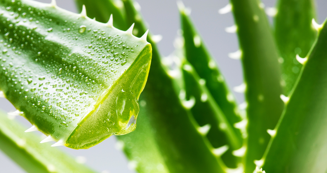 lazer-epilasyon-sonrasi-aloe-vera