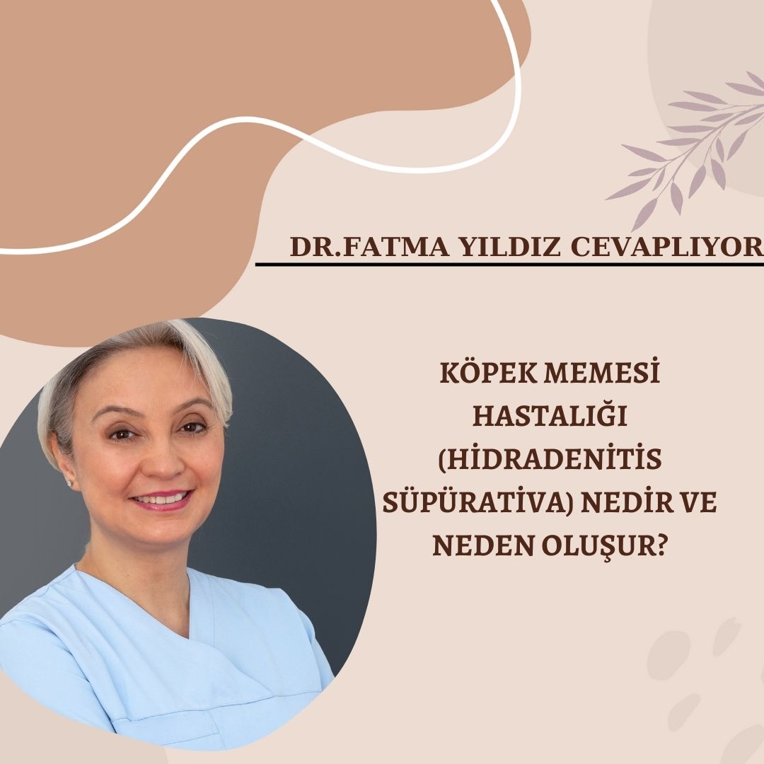Köpek/ Memesi /Hastalığında/ Lazer/ Tedavisi /Nedir? Nasıl /Oluşur?