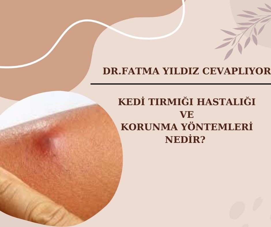 Kedi/ Tırmığı/ Hastalığı/ ve Korunma/ Yöntemleri/ Nedir?